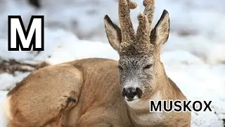 Arctic ABCs: Discover Arctic Animals with Each Letter Song for Kids