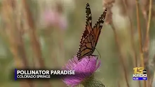 Local resident creates pollinator paradise to support monarch butterfly migration