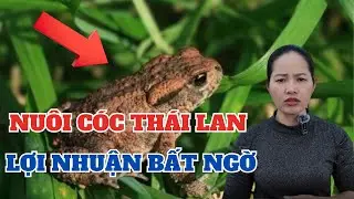 Nuôi Cóc Thái Lan – Lợi Nhuận Bất Ngờ!
