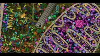 Cell Structure