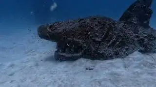 Discovery Divers March 26, 2025 Koh Tao trip