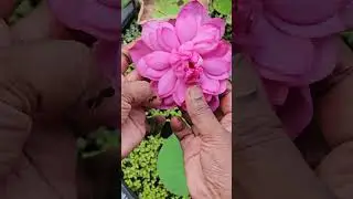 BLOOMING  50 VARITIES  OF LOTUS 🪷/LOTUS IN MY POOJA BASKET