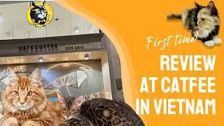 REVIEW QU&Aacute;N C&Agrave; PH&Ecirc; TH&Uacute; CƯNG (M&Egrave;O) CATFE Ở QUẬN 1 - NỔI TIẾNG Ở S&Agrave;I G&Ograve;N