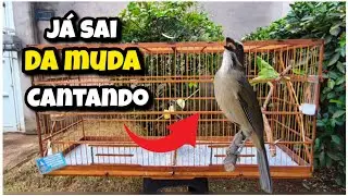 ALIMENTA&Ccedil;&Atilde;O QUE VAI FAZER SEU TRINCA-FERRO SAIR D&Aacute; MUDA DE PENAS MUITO MAIS R&Aacute;PIDO E CANTANDO 