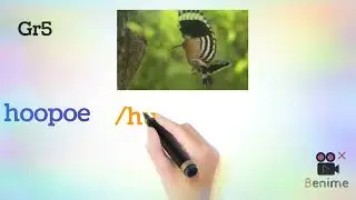 Pronunciation of the word (hoopoe).