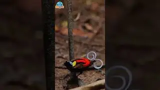 Wilson&rsquo;s Bird-of-Paradise 🐦🌈 | The Most Colorful Bird You've Never Seen!
