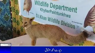DIKhan Mela Aspan Mein Wild Life Ka Camp , Video By ApnaDeraTV