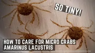 New Aquarium Critter! - How to Care for Amarinus Lacustris - Freshwater Spider Crabs