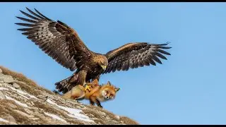 Wildlife World | Animals of Jungle Forest and Savannah 4K Documentary