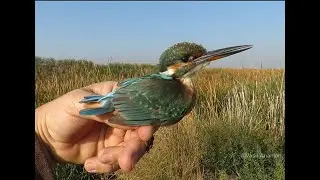 Interesting threat behaviour in Common Kingfisher (Alcedo atthis)