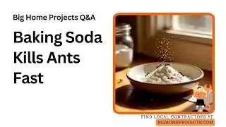 Baking Soda Sugar Ant Bait Gas Reaction Guide