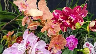 promo angbul taiwan harga super murah jangan sampai terlewat kan admin 0896 0822 6744
