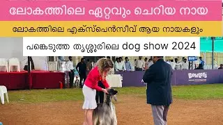 ലോകത്തിലെ ഏറ്റവും ചെറിയ നായ മുതൽ നമ്മുടെ തൃശ്ശൂരിലെ പ്രോഗ്രാമിൽ #dog #pets #shorts #dogshow2024
