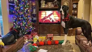 Great Dane gets the 'Merry Christmas' zoomies