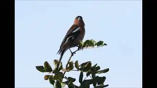 Chaffinch having a little sing song