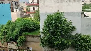 #monkeys #monkey #monkeyplaytime #morning #gurugram #gudgaon