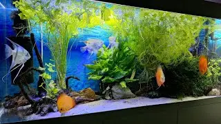 Przegląd akwarium 240L, 105L, 30L i 25L - noworoczny