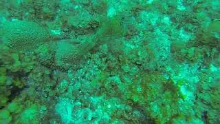 Filefish changing colour