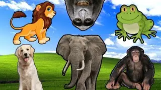 FUNNY LITTLE ANIMALS - DUCK, FROG, PIG, CAT, MOUSE - ANIMAL MOMENTS