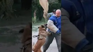 ‼️Fighting Malinois Hard. Double attack. #GUARDODESSA Police dog training. СТРАЖ Odessa. Ukraine