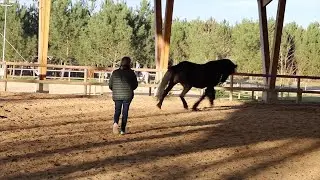 CONNECTER UN CHEVAL EN LIBERT&Eacute; ! (Renaud SUBRA)