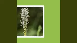 Magical Resting Easy