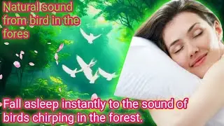 Listen to the sounds of animals crying in the forest and sleep soundly