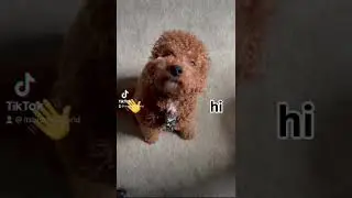 Always hungry #dog #cavapoo #shorts #cutedog #short  #mcdonaldschickennuggets #food #hungry #funny