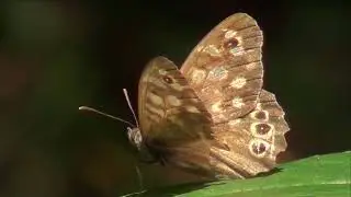 Schmetterling - Pararge aegeria (Linnaeus, 1758)