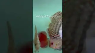Variety of Discus fish #fishkeeping #aquascaping #aquahobby #tank