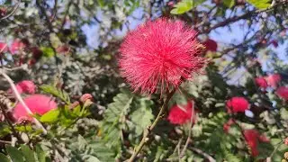 CALLIANDRA  SHOW PLANT அழகான பூக்களை பூக்கும் அழகிற்காக வளர்க்கும் மரம் RED POWDER PUFF