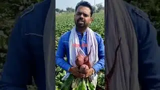 Beetroot Welcome RUBY KING , Chindwada , Madhya Pradesh , December 2021 planting .