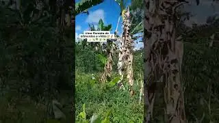 plantar vidas e plantar amor #agroecologia #4rodas #brasil #viajantes 🌿🌬️