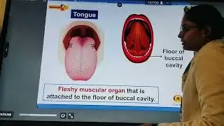 Human Digestive system