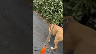 Dog Meets Cat - Will They Be Friends?