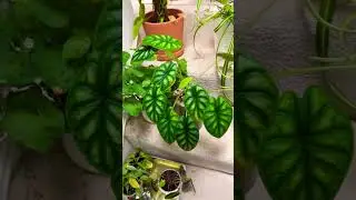 Time To Purge Some Plants #houseplantchannel #plantchores #declutter #purge #donate