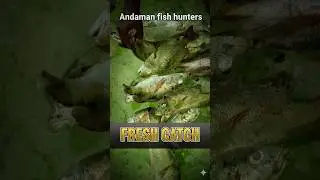 🐟 Snapper, Bheti fish | little Andaman