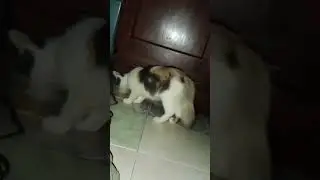 mochilla gendut dan cimolla si rusuh
