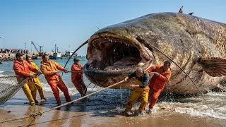 NOT JUST FISHING: 500kg Giant Catfish Wraps and Pulls the Boat