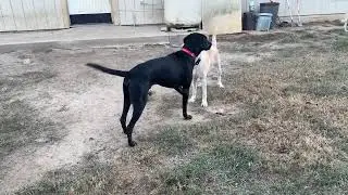 Daisy and Gunny playing - Labs4Rescue