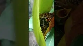cute bird's 🕊️ nest with eggs in my home 🏡🏡 tree garden baby bird's growing so fast ⏩#birdnest