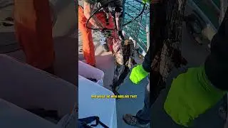 Самое невероятное, что я видел на рыбалке за долгое время! #рыбалка