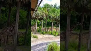 KILIMANJARO SAFARIS en ANIMAL KINGDOM #waltdisneyworld