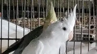 aaj cage mein bulb lagaya aur cocktail stallion parrot ki field lekar Aaye January 8, 2024