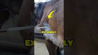 Брендинг лошадей с использованием технологии Cold Freeze 🐎