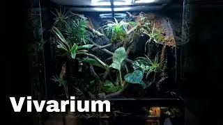 CREARE UN TERRARIO NATURALISTICO DA ZERO (exoterra 60×60×45)