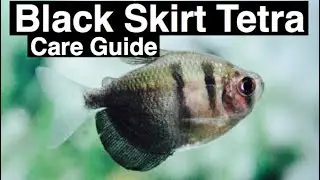 Black Skirt Tetra Care - Need to Know