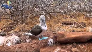 Galapagos Seaman Journey Latin Trails Branded