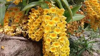 Dendrobium Densiflorum and Dendrobium Fimbriatum😍😍😍😍😍😍&hearts;️❤️&hearts;️❤️@yonzonefloralfarm2329