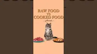 raw food vs cooked food for cats #cats #cat #pets @WhiskerWonders77